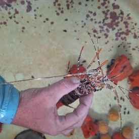 Spanish Spotted Lobster Almost WYSIWYG