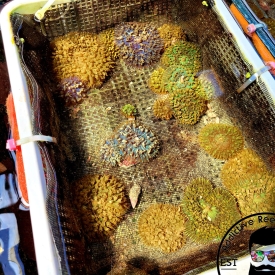 ARK Blue/Green ST. Thomas Mushroom Coral 2-3″