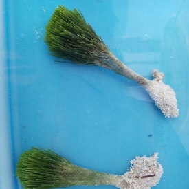 Shaving Brush Macro Algae- Marine Saltwater