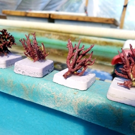 2 PACK Thick Branching Coralline Algae Frag 1″ to 2″ FREE SHIPPING!!!