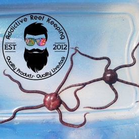 Purple Serpent Starfish