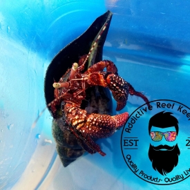 Red Giant Hermit Crab Large