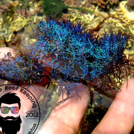 RARE Coelothrix Irregularis Blue Iridescent Algae Frag 2″x2″