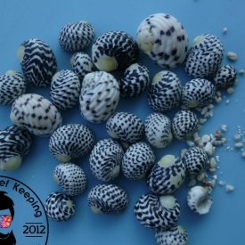 60x Caribbean Nerite Snail Slime/Algae/Cyano Live Clean Up Crew Saltwater