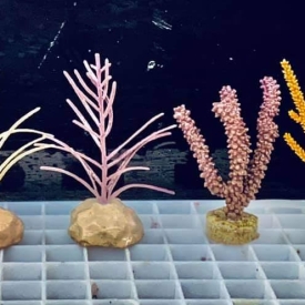 5 Pack Gorgonians Saltwater Marine ECO-FRIENDLY Gorgs