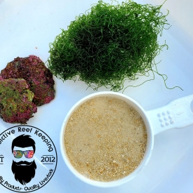 LIVE Saltwater Starter Kit- SEED YOUR REEF TANK 1 cup Chaeto, 1 cup Live Sand, 2 Coralline shells