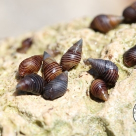Dwarf Planaxis Snails (Planaxis sulcatus)