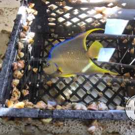 Large Queen Angelfish WYSIWYG