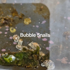 5 Pack Marine Bubble Snails – Natural Algae Cleaners for Saltwater Aquariums