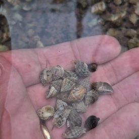 10 PACK Eastern Vibex Nassarius Snail – Live Sand-Cleaning Crew for Saltwater Aquariums