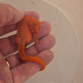 Orange Seahorse WYSIWYG
