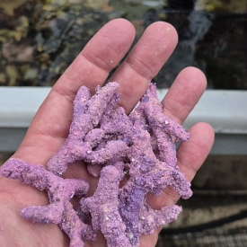 ARK Micro Branch Rock 7 Pack Pico and Nano Aquascape