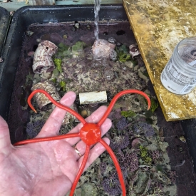 Extra Large Red Serpent Starfish WYSIWYG