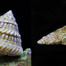 100+ MIX N MATCH Astraea Turbo Snails / Blue Leg – CLEAN UP CREW