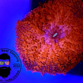 ARK Red Discomosa Carlgreni Mushroom Anemone Coral