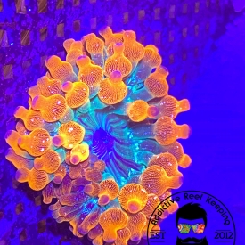 ARK Funburst Bubble Tip Anemone 3″ to 5″