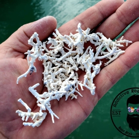 1lb Crushed Coral Substrate- Calcium Reactor Media, Frag Media