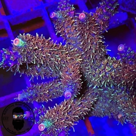 ARK 1″ Xmas Millie SPS