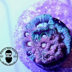 Tyree War and Peace Favia