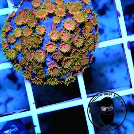 ARK Bizzaro Cyphastrea – ALMOST WYSIWYG