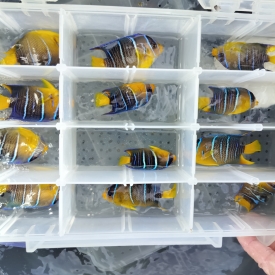 Blue Angelfish Small 1.75-3″  (Holacanthus bermudensis) Marine Fish