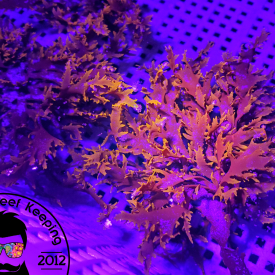 Refugium in a bag 1/2 lb. Macro Algae pack Caulerpa Gracilaria Chaeto –  Addictive Reef Keeping