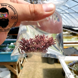Large Thick Branching Coralline Algae FREE SHIPPING!!!