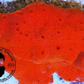 Red Ball Sponge Frag 2″ to 3″