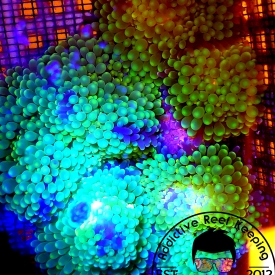 ARK Neon Green Ricordea Mushroom Coral – ARK