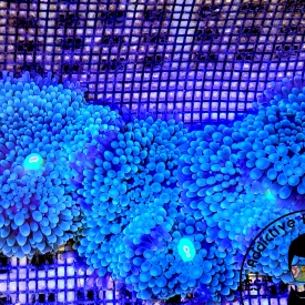 2 Pack Blue Ricordea Mushroom – ARK