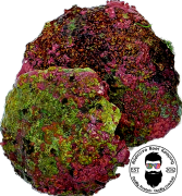 1 Coralline Spotted Shell- SEED YOUR REEF TANK!!!