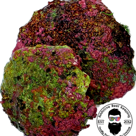 1 Coralline Spotted Shell- SEED YOUR REEF TANK!!!