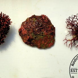 3 Pack Coralline Starter Pack- Branching Thick and Thin, Coraline Covered Shell