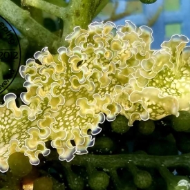 5 Pack Sea Lettuce Nudibranch- Bryopsis, Green Hair Algae Eater nudi
