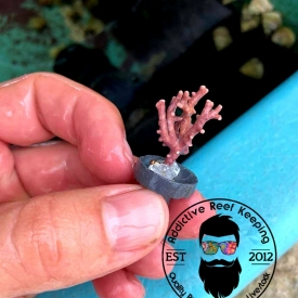 Thick Branching Coralline Algae Frag 1″ to 3″ FREE SHIPPING!!!