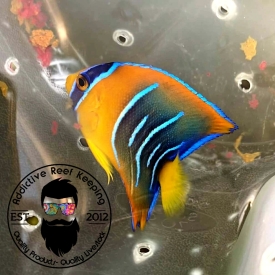 3″ Queen Angel WYSIWYG Fl Keys