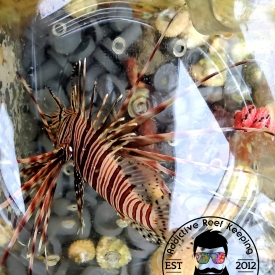 Volitan Lionfish 4 to 6″