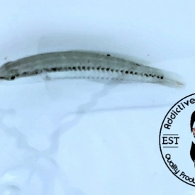 Slippery Dick Wrasse