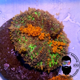 Sunkist Bounce Mushroom- ALMOST WYSIWYG