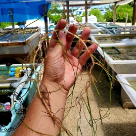 10 Shoots Sea Grass Bright Green Marine Macro Algae LIVE Saltwater Plant Syringodium filiforme