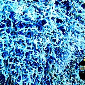 1/2 cup Blue Hypnea (Hypnea pannosa) Macro Algae Marine Saltwater Plant