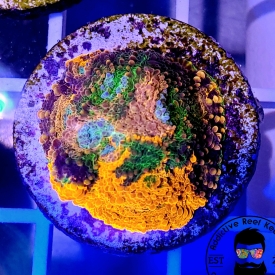 TGC Rainbow Echinata