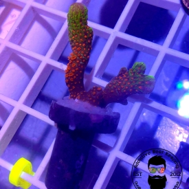 ARK 1″ Bubblegum Digitata Montipora- ALMOST WYSIWYG
