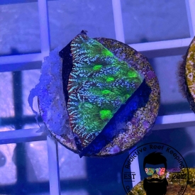 ARK Iced Verde Favia