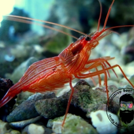 25 Pack Peppermint Shrimp FL Keys (Lysmata wurdemanni) Aiptasia Eating