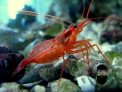 50 Pack Peppermint Shrimp FL Keys (Lysmata wurdemanni) Aiptasia Eating