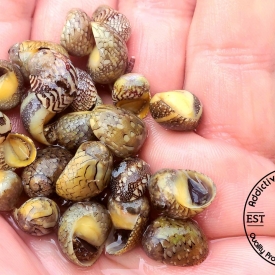 RARE Virgin Nerite Saltwater Snail- Dyno, Cyano, Green Hair Algae Eater