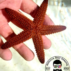 FL Keys Common Orange Starfish, Ehinaster spinulosus- Reef Safe