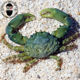 Emerald Crab Clean Up Crew Algae Control Invert Saltwater Marine