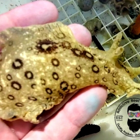 Dolabella Sea Hare- Algae Eater Seahare